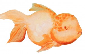 Animal Store Alphabet Book Orange Fish